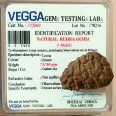 1 Mukhi Rudraksha (Lab Certified)