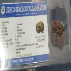 10 Mukhi Rudraksha (Lab Certified)