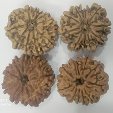 10 Mukhi Rudraksha (Lab Certified)