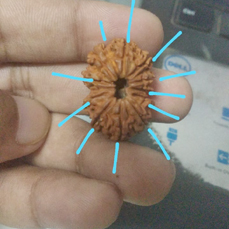 11 Mukhi Rudraksha (Lab Certified)