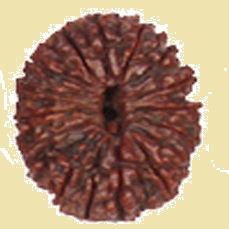 14 Mukhi Rudraksha (Lab Certified)