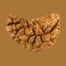 2 Mukhi Rudraksha (Lab Certified)