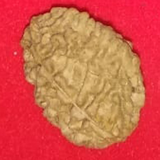 2 Mukhi Rudraksha (Lab Certified)