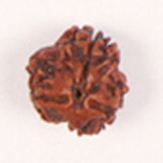 3 Mukhi Rudraksha (Lab Certified)