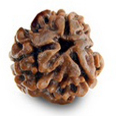 3 Mukhi Rudraksha (Lab Certified)