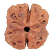 4 Mukhi Rudraksha (Lab Certified)