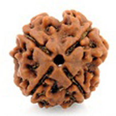 4 Mukhi Rudraksha (Lab Certified)