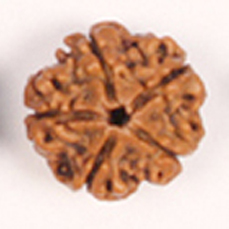 5 Mukhi Rudraksha (Lab Certified)