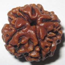 5 Mukhi Rudraksha (Lab Certified)