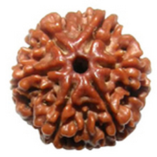 6 Mukhi Rudraksha (Lab Certified)