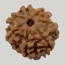 7 Mukhi Rudraksha (Lab Certified)