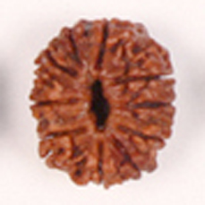 12 Mukhi Rudraksha (Lab Certified)