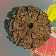 8 Mukhi Rudraksha (Lab Certified)