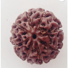 8 Mukhi Rudraksha (Lab Certified)