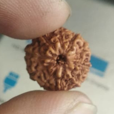 9 Mukhi Rudraksha (Lab Certified)