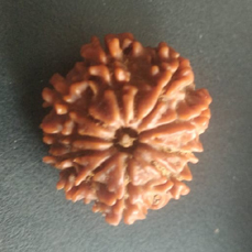 9 Mukhi Rudraksha (Lab Certified)