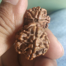 Natural Gauri Shankar Rudraksha (Lab Certified)