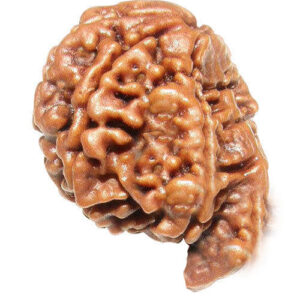 Natural Ganesh mukhi Rudraksha (Lab Certified)