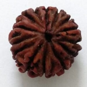 13 Mukhi Rudraksha (Lab Certified)