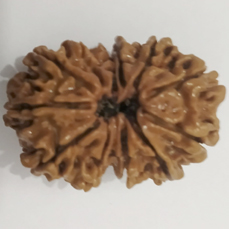 Natural Gauri Shankar Rudraksha (Lab Certified)